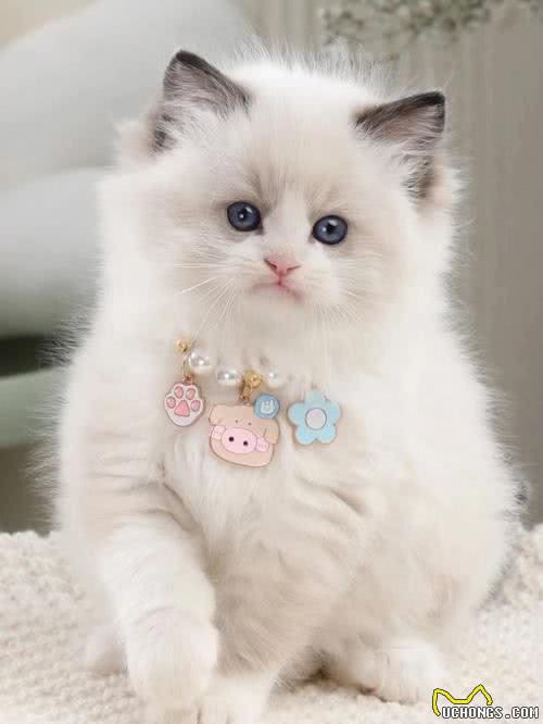 打造猫界小仙女，这样做布偶猫想不爆毛都难!