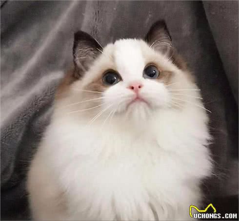 打造猫界小仙女，这样做布偶猫想不爆毛都难!