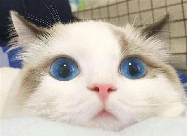打造猫界小仙女，这样做布偶猫想不爆毛都难!