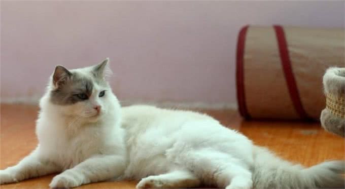 打造猫界小仙女，这样做布偶猫想不爆毛都难!