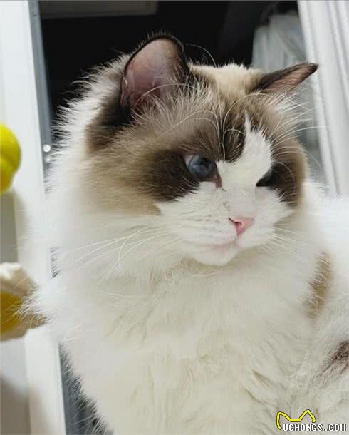 打造猫界小仙女，这样做布偶猫想不爆毛都难!