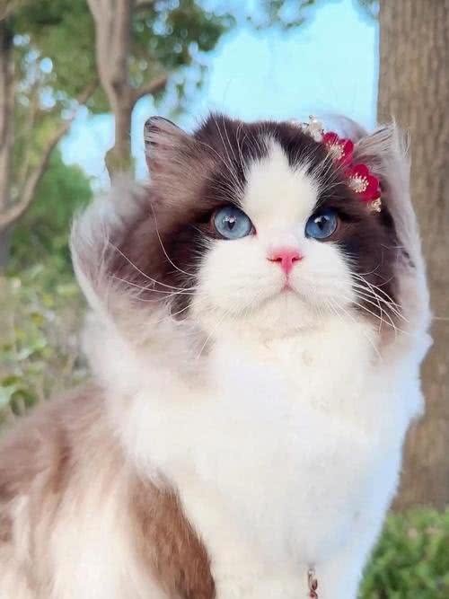打造猫界小仙女，这样做布偶猫想不爆毛都难!
