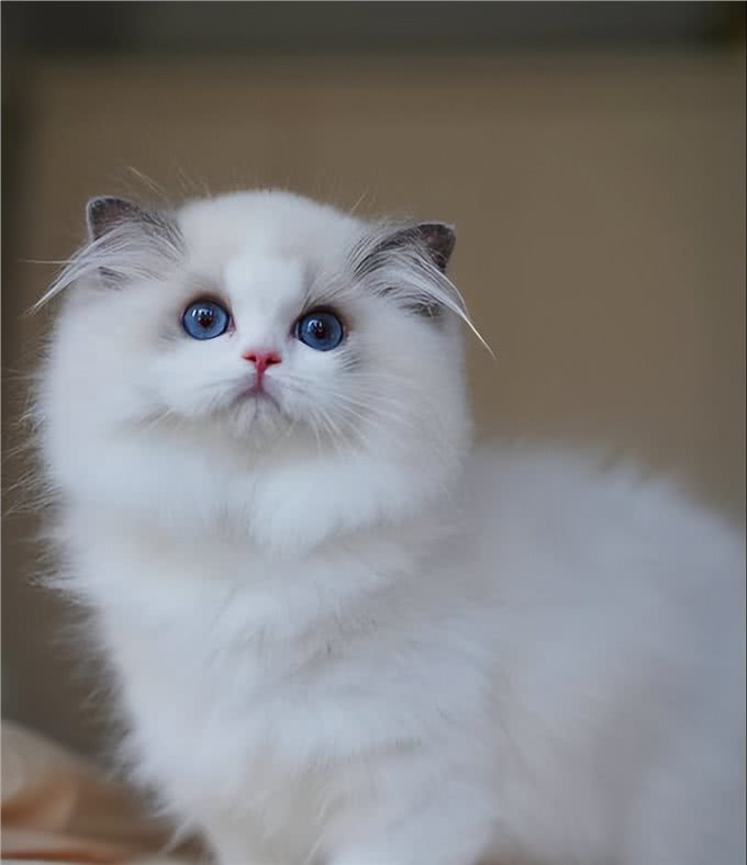 打造猫界小仙女，这样做布偶猫想不爆毛都难!