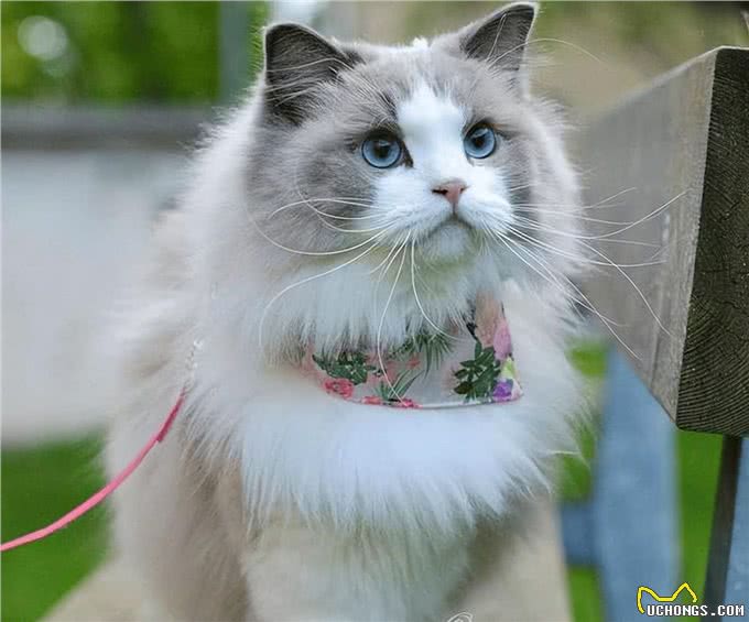 打造猫界小仙女，这样做布偶猫想不爆毛都难!