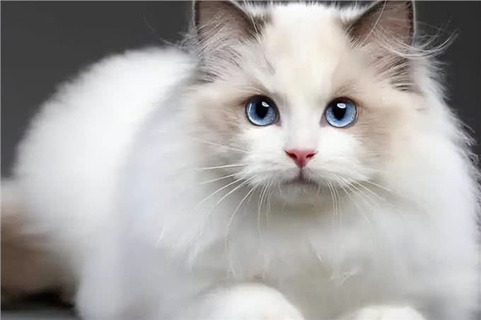 打造猫界小仙女，这样做布偶猫想不爆毛都难!