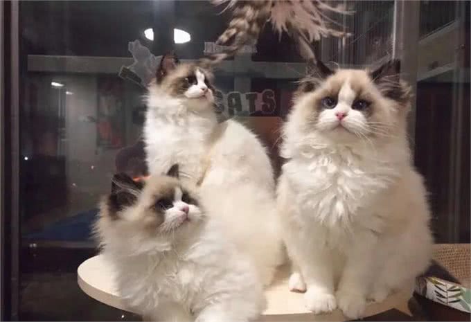 打造猫界小仙女，这样做布偶猫想不爆毛都难!
