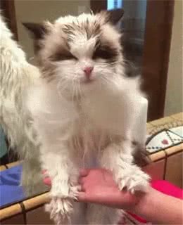 打造猫界小仙女，这样做布偶猫想不爆毛都难!