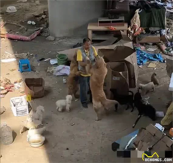 穷大叔收养30只二手狗,自己啃面包给狗买牛肉粒,一起耍玩,暖心