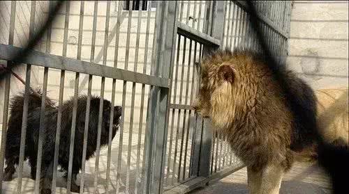 西藏藏獒又称藏獒,獒犬,原产中国西藏
