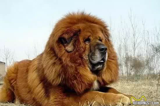 西藏藏獒又称藏獒,獒犬,原产中国西藏