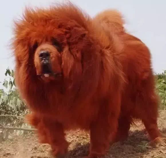 西藏藏獒又称藏獒,獒犬,原产中国西藏