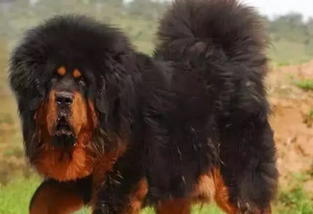 西藏藏獒又称藏獒,獒犬,原产中国西藏