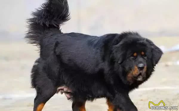 西藏藏獒又称藏獒,獒犬,原产中国西藏