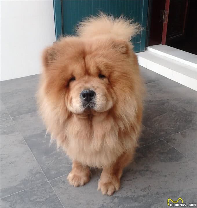 狗界最笨的4种狗与最聪明的4种狗：你养了什么狗?