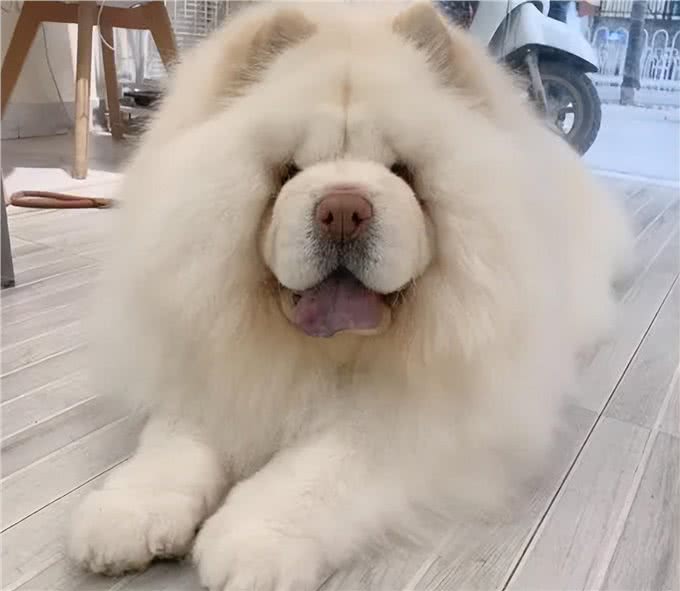 狗界最笨的4种狗与最聪明的4种狗：你养了什么狗?