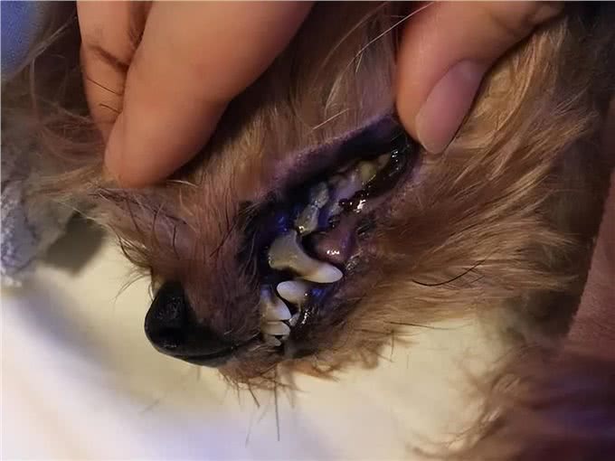 狗牙结石容易引起口腔疾病，该如何给狗狗预防牙结石?