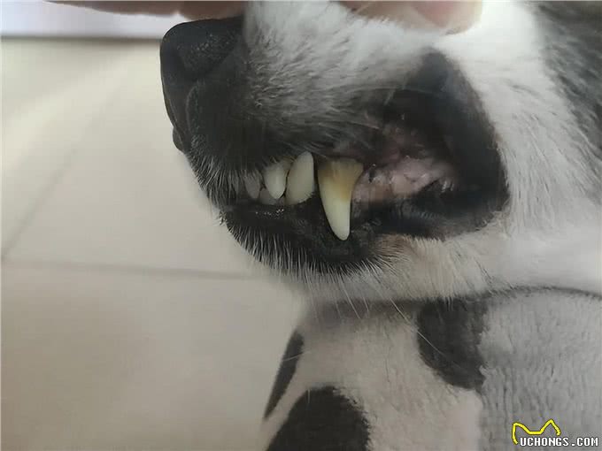 狗牙结石容易引起口腔疾病，该如何给狗狗预防牙结石?