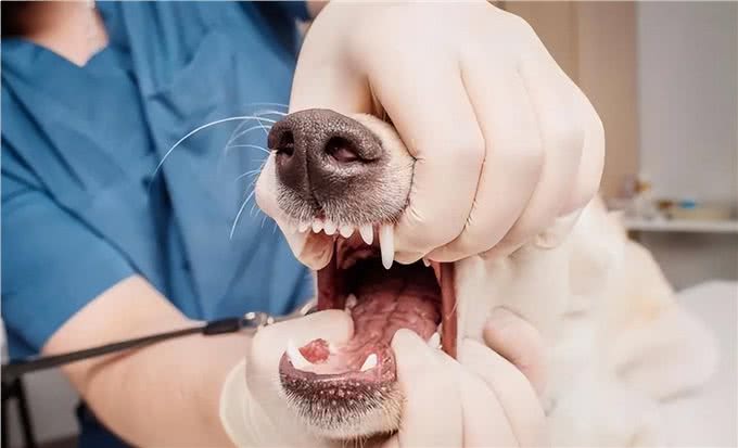 狗牙结石容易引起口腔疾病，该如何给狗狗预防牙结石?