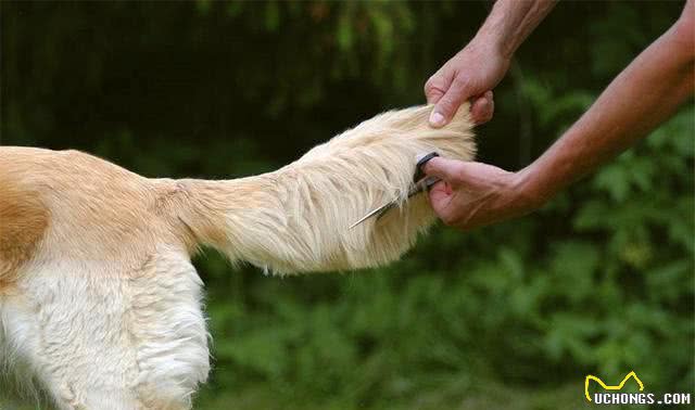 人狗相处禁忌多—牢记这6不要，和谐你我它