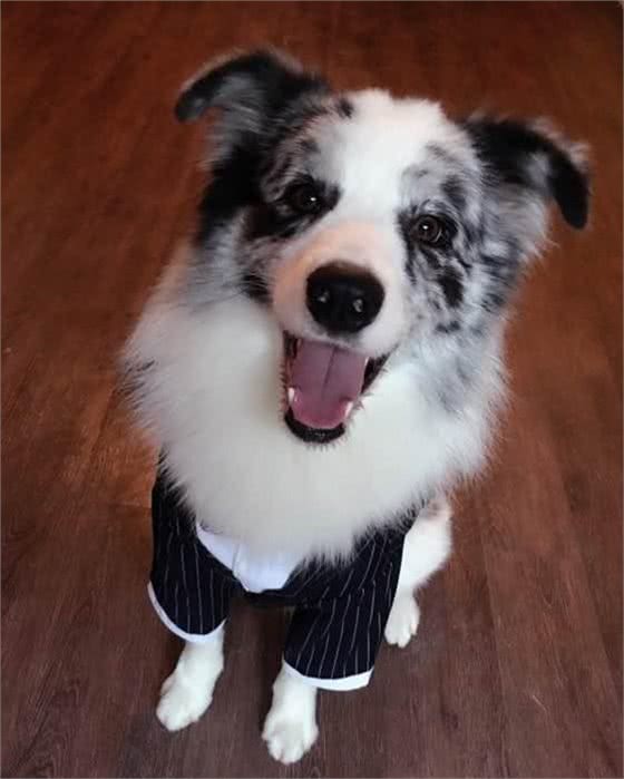 边境牧羊犬（边牧）—犬中神童，所谓三通七白其实都是忽悠