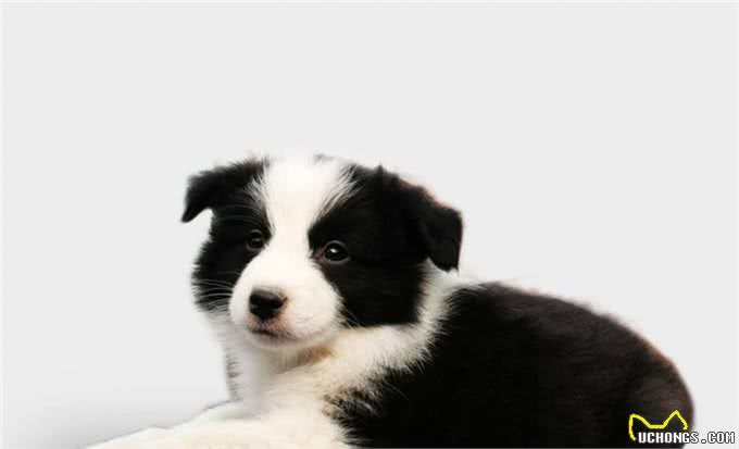 边境牧羊犬（边牧）—犬中神童，所谓三通七白其实都是忽悠
