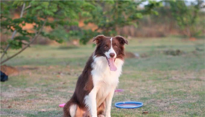 边境牧羊犬（边牧）—犬中神童，所谓三通七白其实都是忽悠