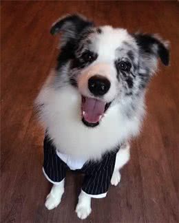 边境牧羊犬（边牧）—犬中神童，所谓三通七白其实都是忽悠