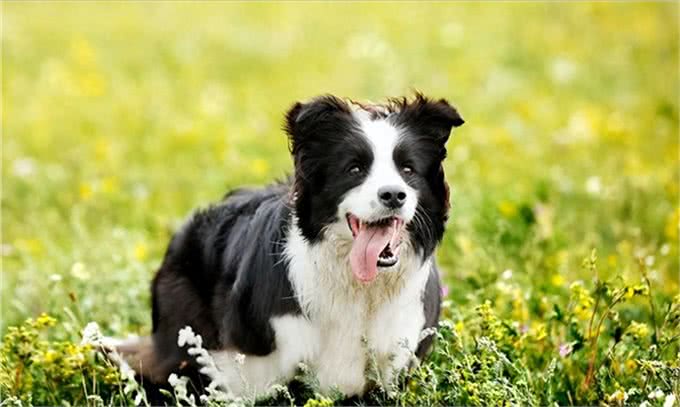 挑战每天认识一种狗—今日边境牧羊犬