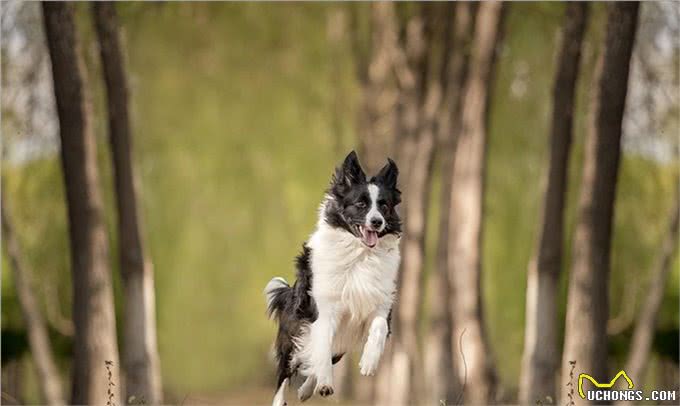 挑战每天认识一种狗—今日边境牧羊犬