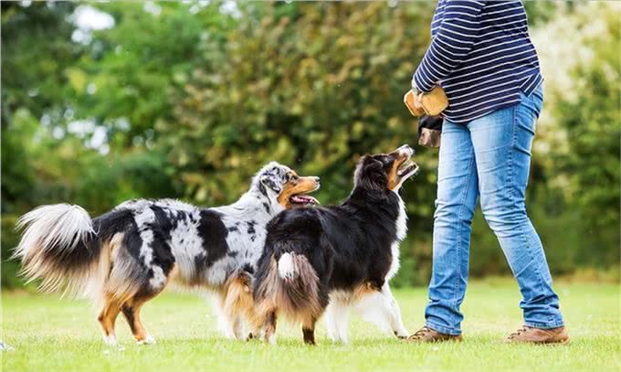 挑战每天认识一种狗—今日边境牧羊犬