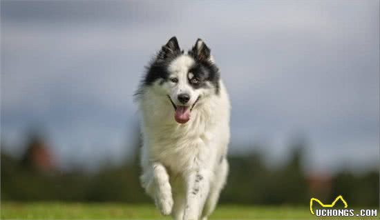 挑战每天认识一种狗—今日边境牧羊犬