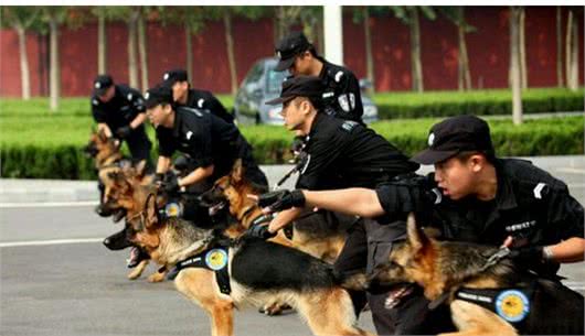 狗的六大作用你知道是什么吗?狗狗为什么喜欢人类?