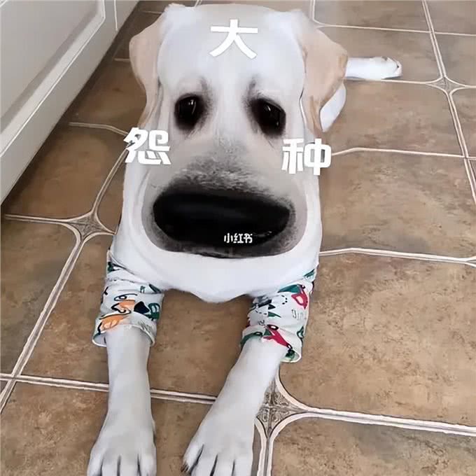 主人请注意!你可能一直误解了狗狗的真实心声