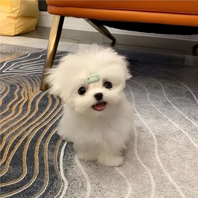 高贵而古老的马尔济斯犬，有这5大优点，怪不得那么多人喜欢
