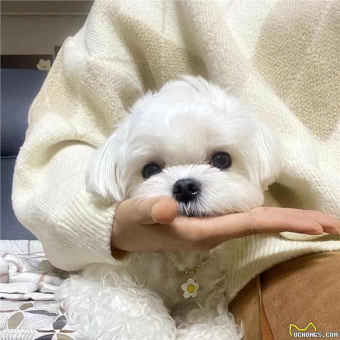 高贵而古老的马尔济斯犬，有这5大优点，怪不得那么多人喜欢