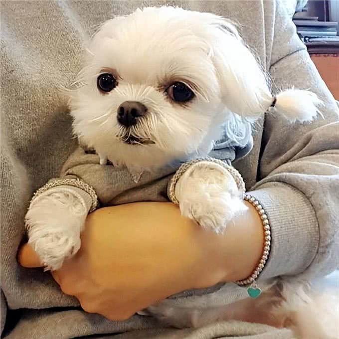 高贵而古老的马尔济斯犬，有这5大优点，怪不得那么多人喜欢
