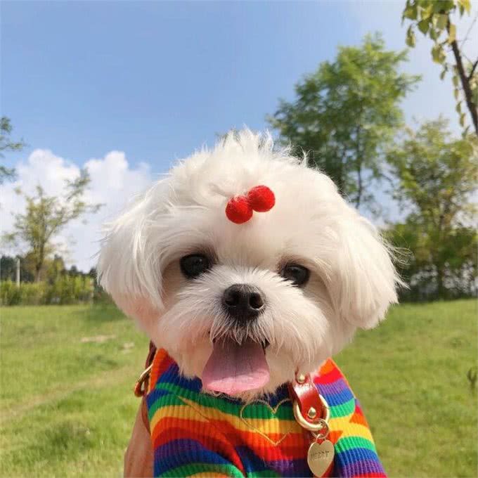 高贵而古老的马尔济斯犬，有这5大优点，怪不得那么多人喜欢