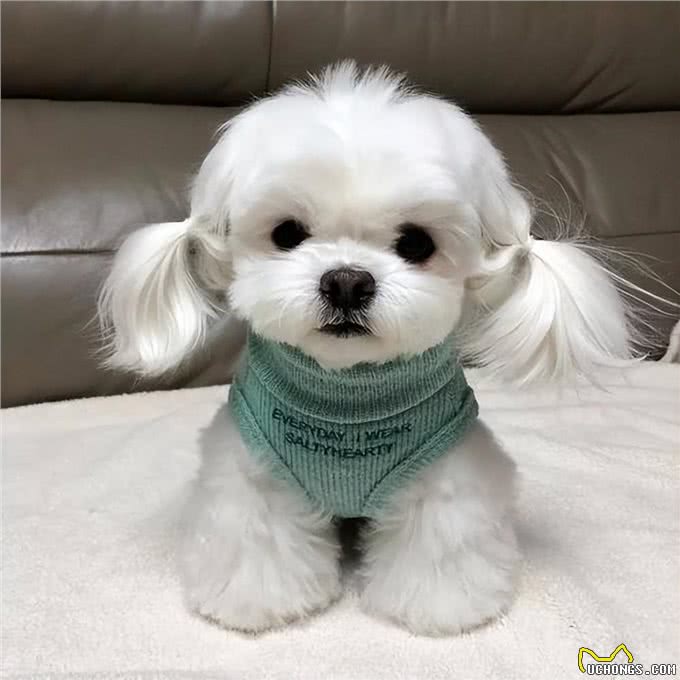 高贵而古老的马尔济斯犬，有这5大优点，怪不得那么多人喜欢