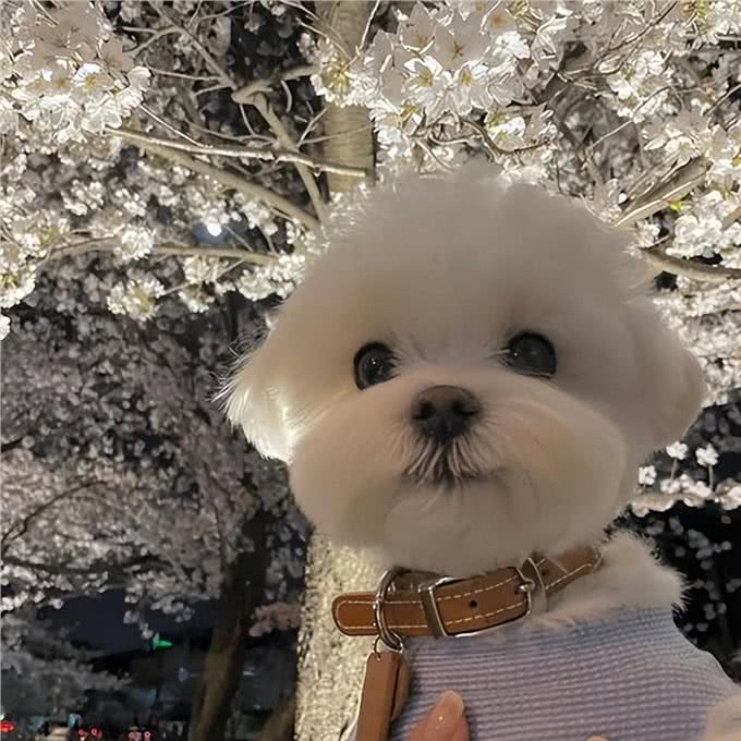 高贵而古老的马尔济斯犬，有这5大优点，怪不得那么多人喜欢