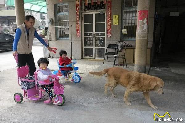有着黄金猎犬和松狮犬血统的狗，可以一犬兼两职!娃娃有左右护法