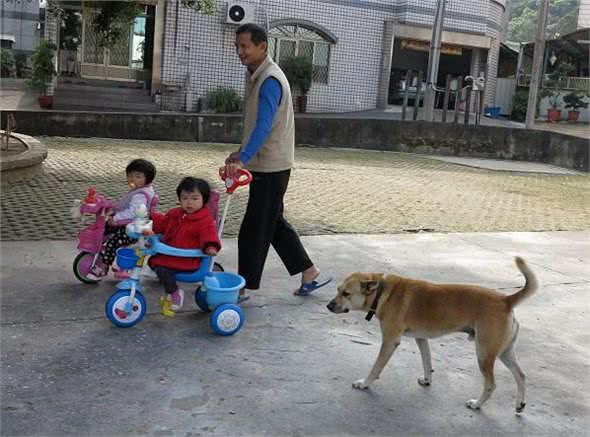 有着黄金猎犬和松狮犬血统的狗，可以一犬兼两职!娃娃有左右护法