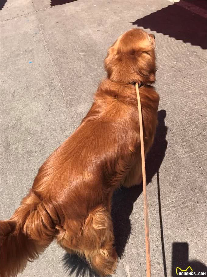 金毛狗的自制狗粮怎么做?