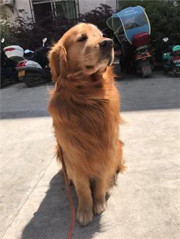 金毛狗的自制狗粮怎么做?