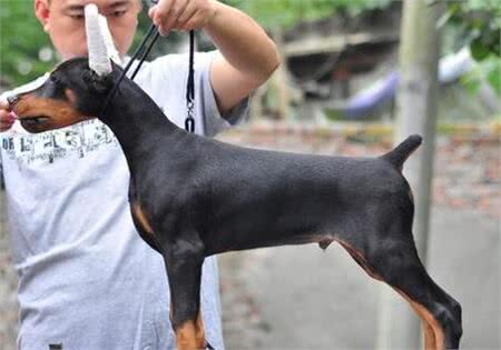 杜宾犬立耳后如何护理?护理要注意什么事项?