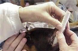 杜宾犬立耳后如何护理?护理要注意什么事项?
