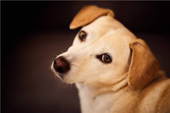狗狗肥胖才会得糖尿病?原因不止于此，教你预防老年犬患上糖尿病