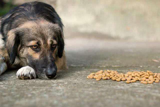 狗狗肥胖才会得糖尿病?原因不止于此，教你预防老年犬患上糖尿病