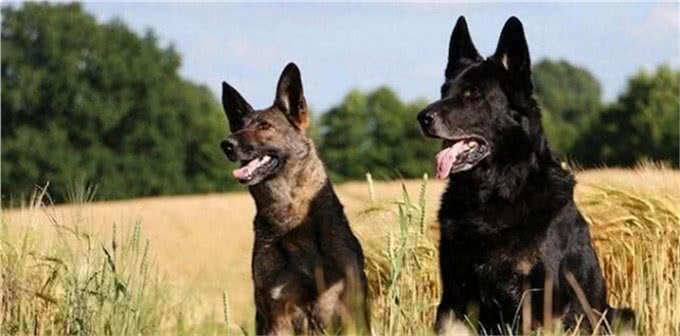 全球军警两界，被誉为4大捕头的狼犬，其中它是中国东北的骄傲
