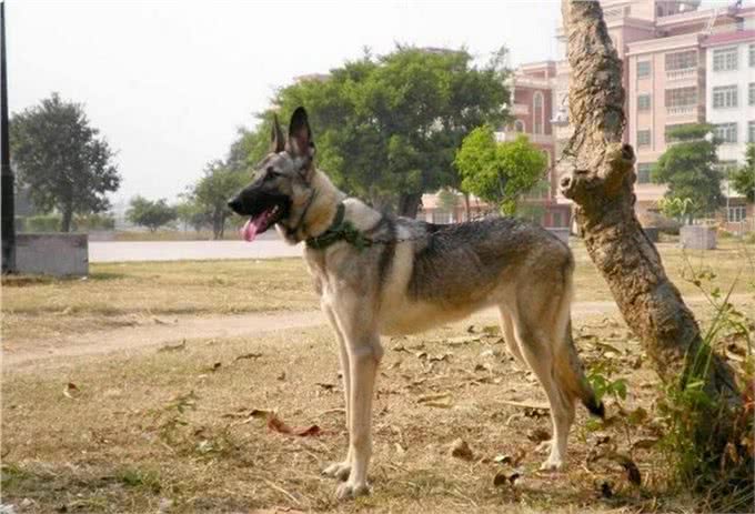 全球军警两界，被誉为4大捕头的狼犬，其中它是中国东北的骄傲