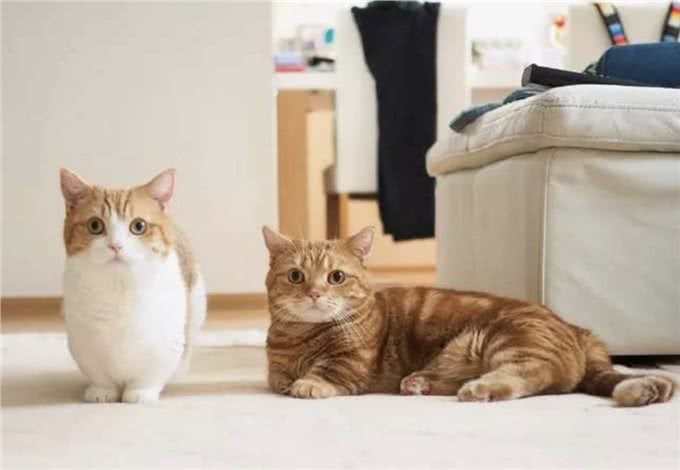 为什么你的猫会吃猫砂?